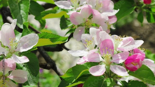 Honey Bee harvesting pollen from Apple flowers. Apple tree blossoms with green leaves photo