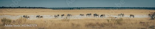 Panoramabild - Gruppe Zebras in der Trockensavanne (Etosha Nationalpark, Namibia)