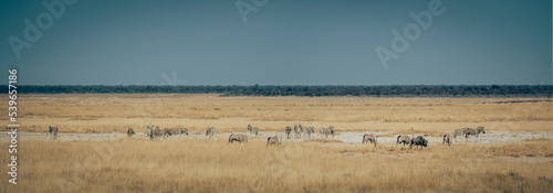 Panoramabild - Gruppe Zebras in der Trockensavanne (Etosha Nationalpark, Namibia)