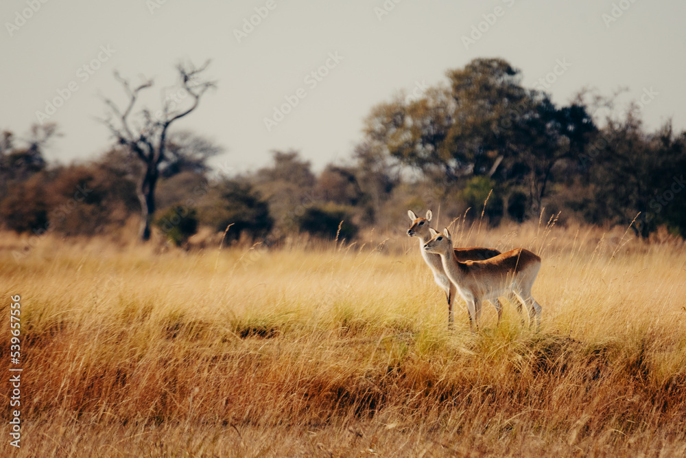 Naklejka premium Zwei weibliche Lechwe Antilopen (Kobus leche) stehen am Ufer des Kwando River, Caprivi, Namibia