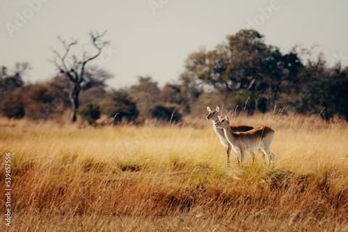 Zwei weibliche Lechwe Antilopen (Kobus leche) stehen am Ufer des Kwando River, Caprivi, Namibia