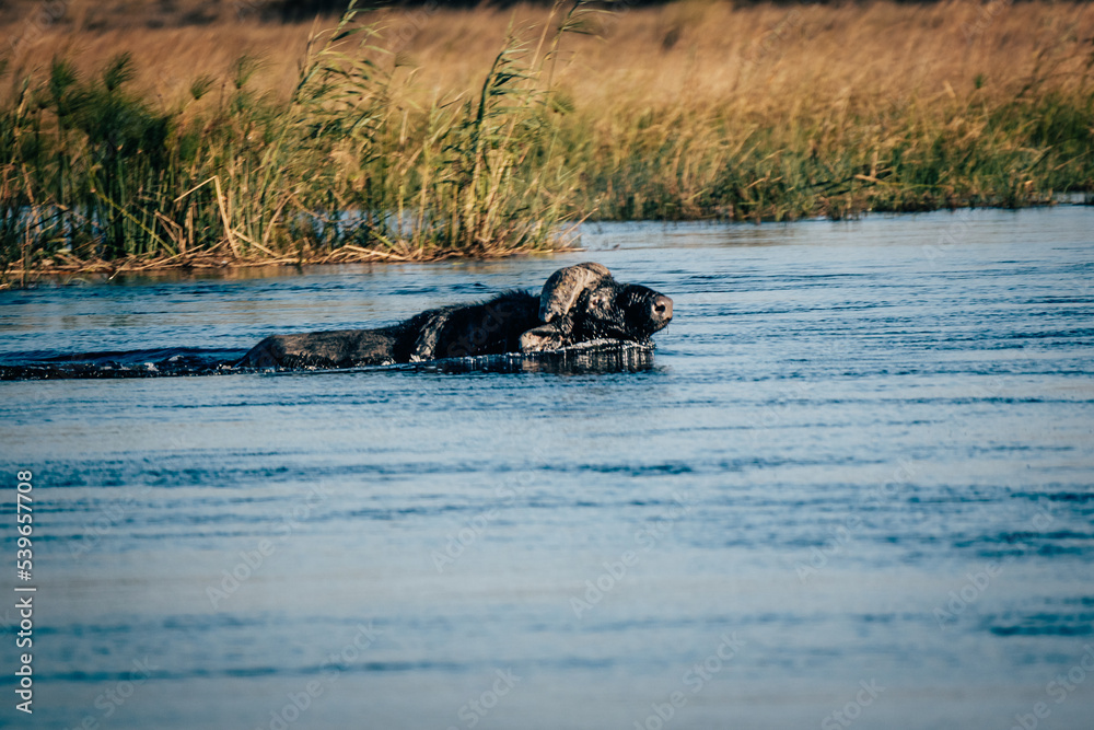 Fototapeta premium Portrait eines durch das Wasser schwimmenden Kaffernbüffel (Syncerus caffer) im Marschland des Kwando River (Caprivi, Namibia)