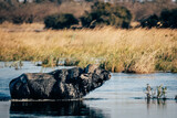 Portrait eines durch das Wasser schwimmenden Kaffernbüffel (Syncerus caffer) im Marschland des Kwando River (Caprivi, Namibia)