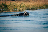 Portrait eines durch das Wasser schwimmenden Kaffernbüffel (Syncerus caffer) im Marschland des Kwando River (Caprivi, Namibia)