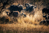 Eine Gruppe Kaffernbüffel (Syncerus caffer) im Marschland des Kwando River in der Nachmittagssonne (Caprivi, Namibia)