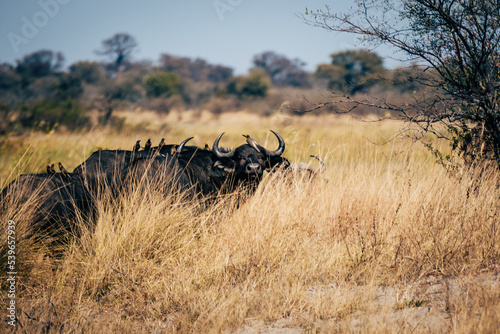 Portrait eines Kaffernbüffel (Syncerus caffer) mit vielen Madenhackern auf dem Rücken  im Marschland des Kwando River (Caprivi, Namibia)