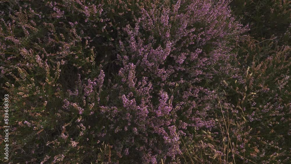 Purple Heather Flower in Full Blossom, Rising Dolly View Purple Heather Flower in Full Blossom, Rising Dolly View