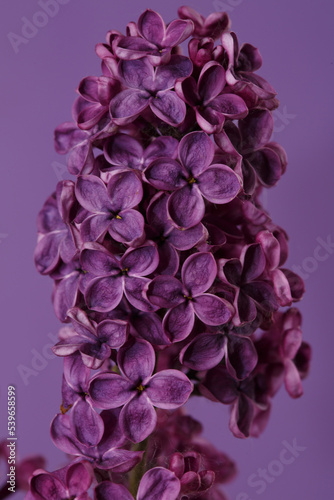 A bunch of lilacs in dark purple color isolated on a purple background.