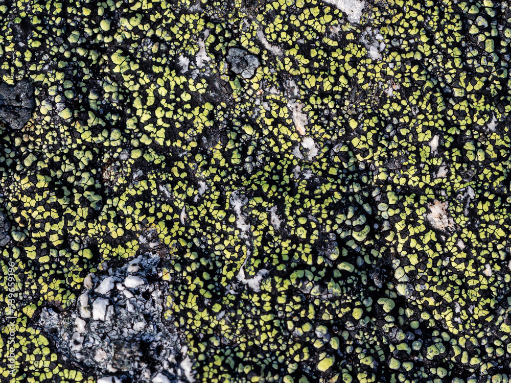 Natural texture of a stone covered with lichen. Lichenes patterns on a ...