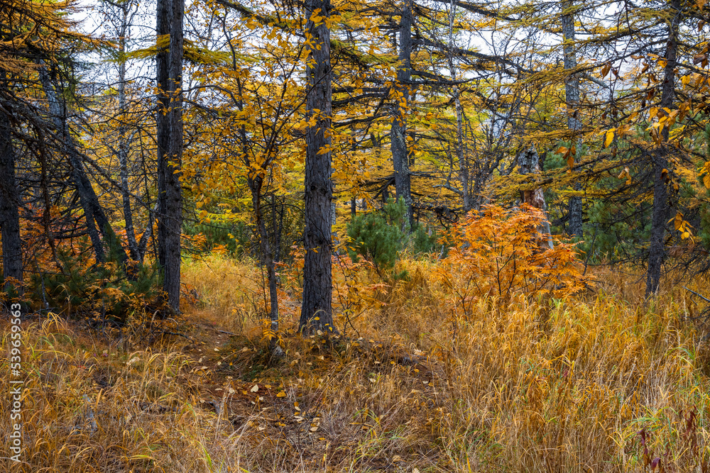 Obraz premium Autumn forest. Trees, bushes and grass in the forest. Yellow autumn foliage. Trunks of larch trees. Walks in the forest and outdoor activities. Fall season. Beautiful natural background.