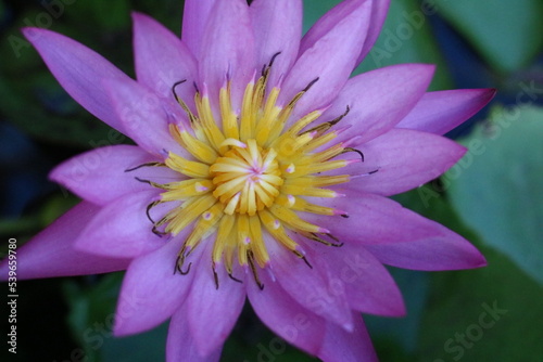 close up of purple lotus flower