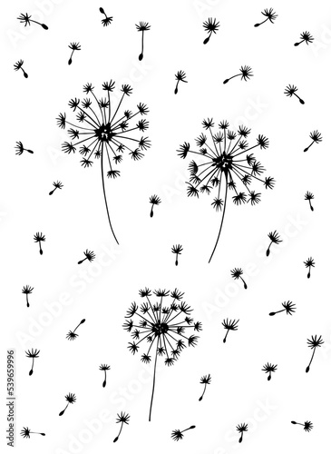 Hand drawn dandelions with flying fluffs doodle