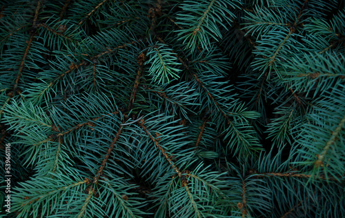 Fényképezés Dark background texture of fir branches for Christmas card