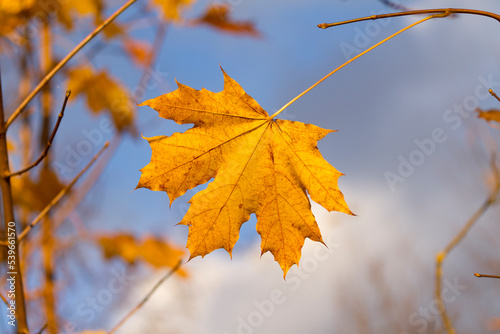 Big yellow maple leave with blue sky on background. Nature background with yellowleaf and blue sky on autumn day.