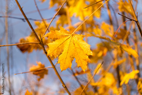 Big yellow maple leave with blue sky on background. Nature background with yellowleaf and blue sky on autumn day.