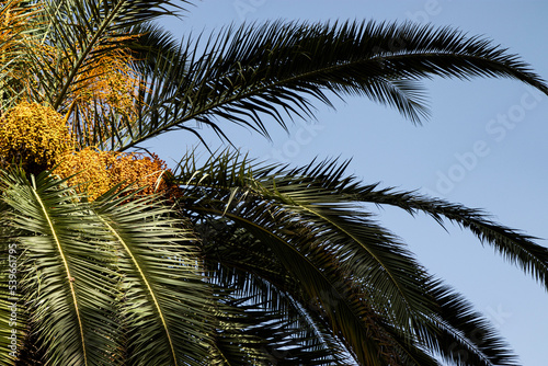 Fototapeta Naklejka Na Ścianę i Meble -  Summer palm tree wallpaper with blue sky