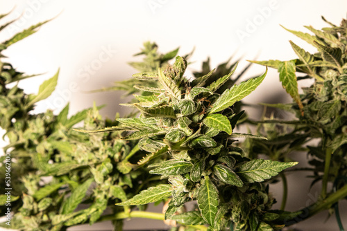 Medical Cannabis Cbd in flowering stage 