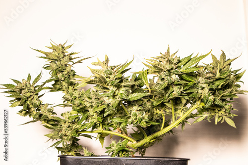 Medical Cannabis Cbd in flowering stage 