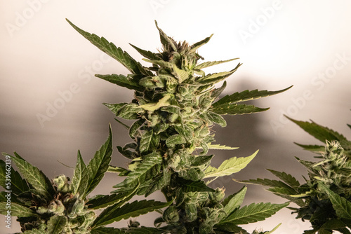 Medical Cannabis Cbd in flowering stage 
