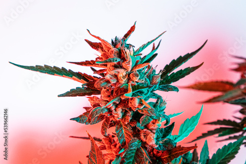 Medical cannabis cbd in flowering stage with red and blue lights 