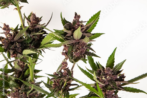 Medical Cannabis Cbd in flowering stage 