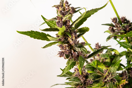 Medical Cannabis Cbd in flowering stage 