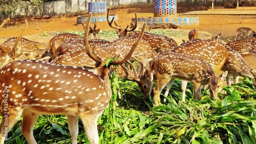 A group of beautiful deer is eating fresh green grass from the cart during the summer period
