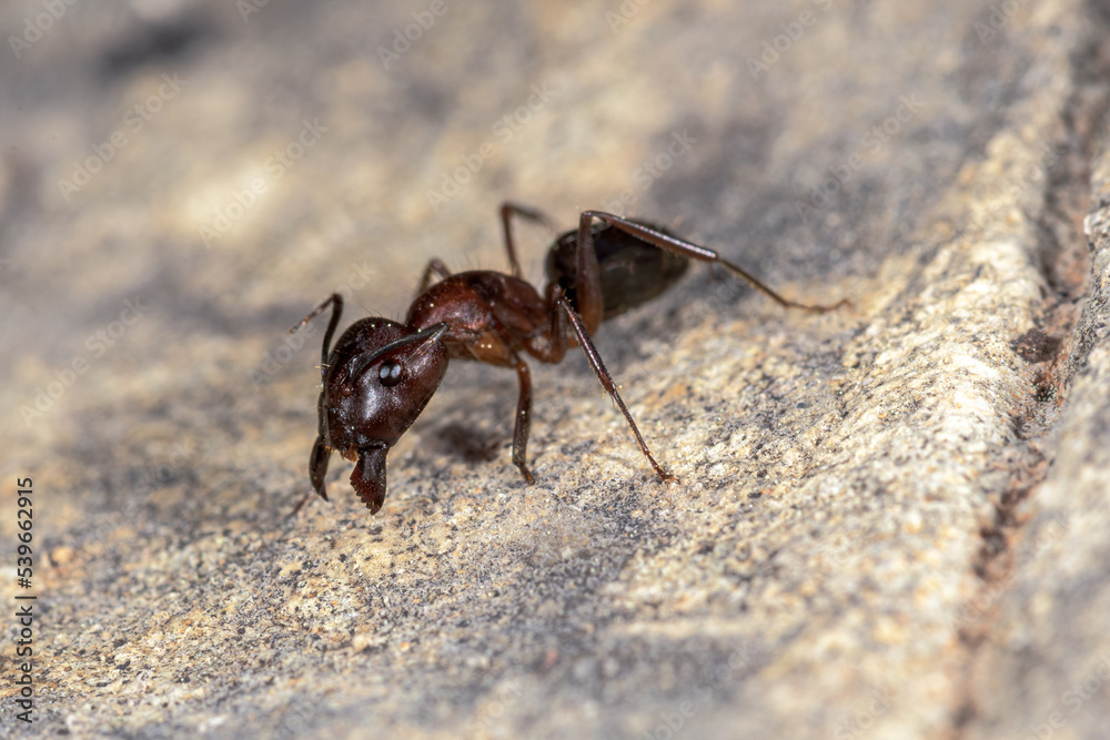Ant Messor spp , on a stone