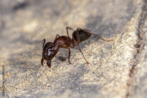 Ant Messor spp , on a stone © Pere Roura