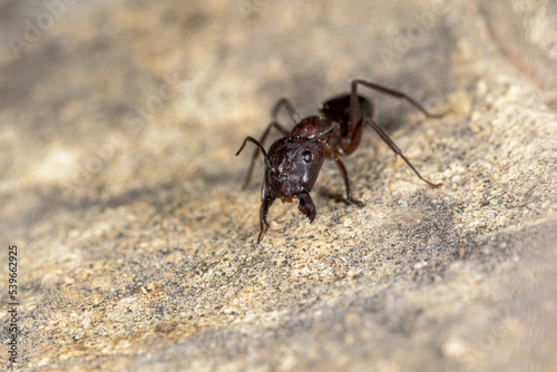 Ant Messor spp in attack position  on a stone