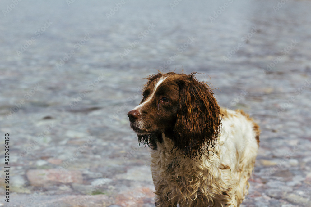 A wet dog coming out of the clear water