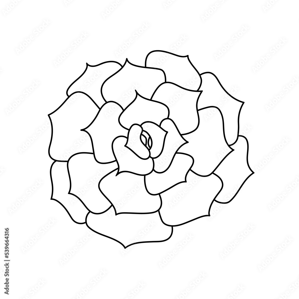 Succulent echeveria in doodle style, vector illustration. Desert flower hand drawn for print and design. Isolated element on a white background. Home plant outline, side view Succulent echeveria in doodle style, vector illustration. Desert flower hand drawn for print and design. Isolated element on a white background. Home plant outline, side view