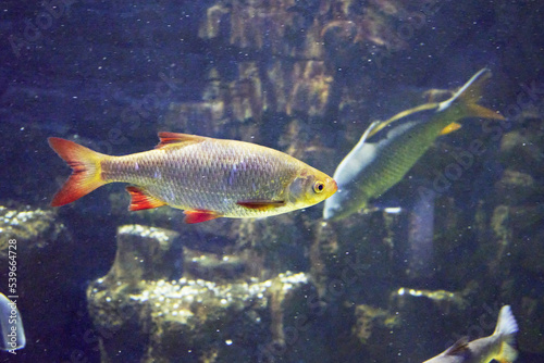 rudd Scardinius erythrophthalmus floating in clear water among the stones
