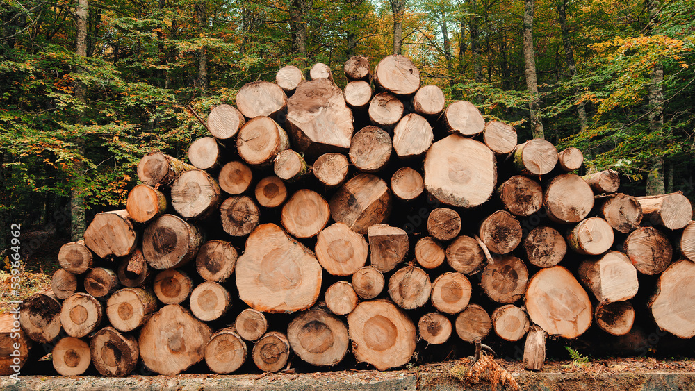 Wooden Logs Stacked In The Woods Wooden Logs Stacked In The Woods