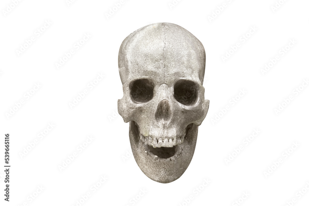 Artificial human skull on isolated white background Artificial human skull on isolated white background