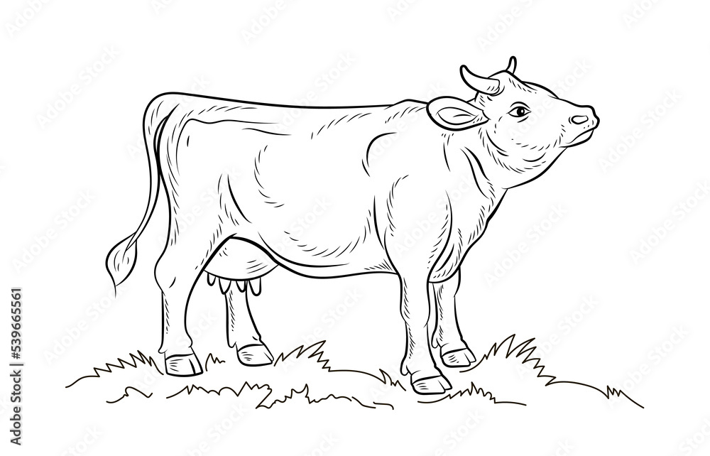 Fototapeta premium Animals, black and white image of a cow. Coloring book for kids. Vector drawing, color, design.