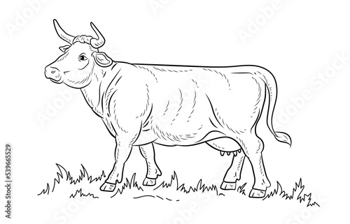 Animals, black and white image of a cow. Coloring book for kids. Vector drawing, color, design.