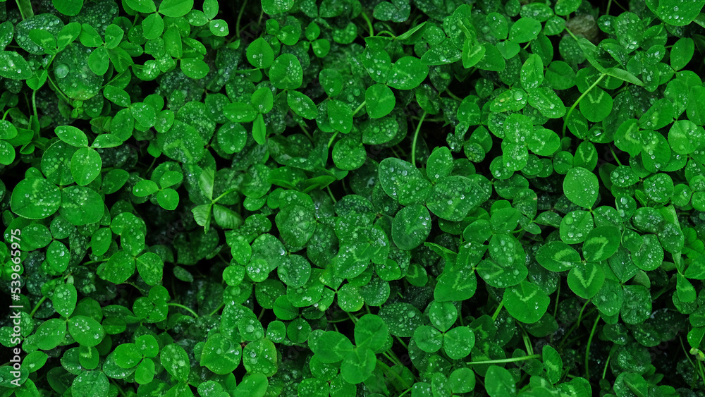Close-up of green clover leaves with water drops from rain or morning dew. Abstract natural soft background with copy space, top view. Close-up of green clover leaves with water drops from rain or morning dew. Abstract natural soft background with copy space, top view.