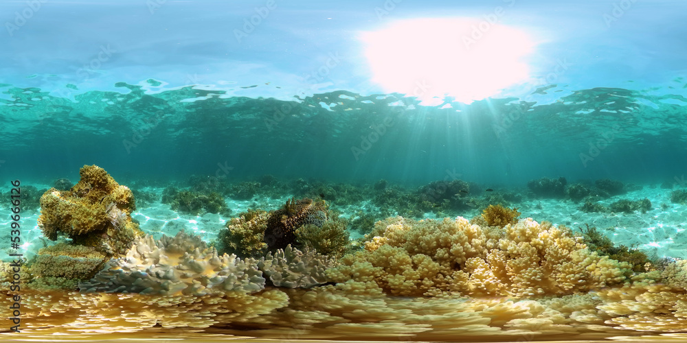 Wonderful and beautiful underwater colorful fishes and corals in the tropical reef. Philippines. 360 panorama VR