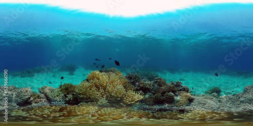 Tropical colourful underwater seascape.The underwater world with colored fish and a coral reef. Philippines. 360 panorama VR © Alex Traveler