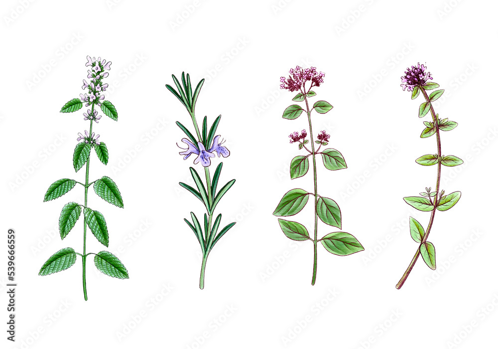 drawing wild thyme, oregano,rosemary and lemon balm , medicinal plants, aromatic herbs, hand drawn illustration