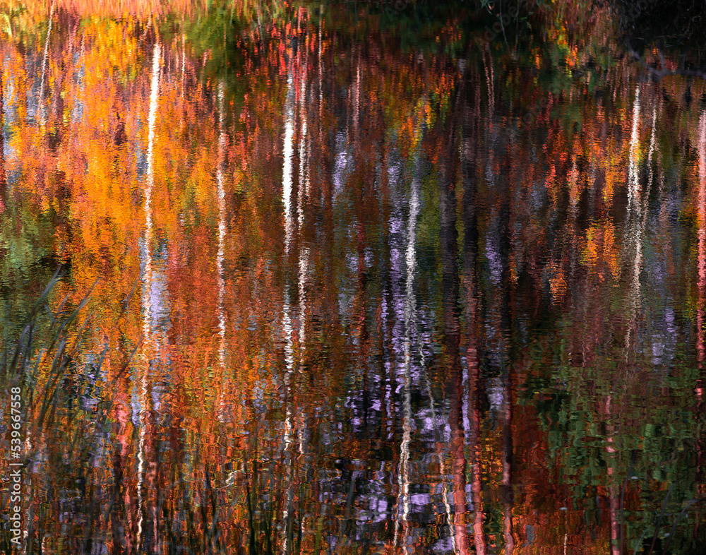 abstract colorful autumn background with reflections of grass and trees in lake water
