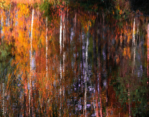 abstract colorful autumn background with reflections of grass and trees in lake water