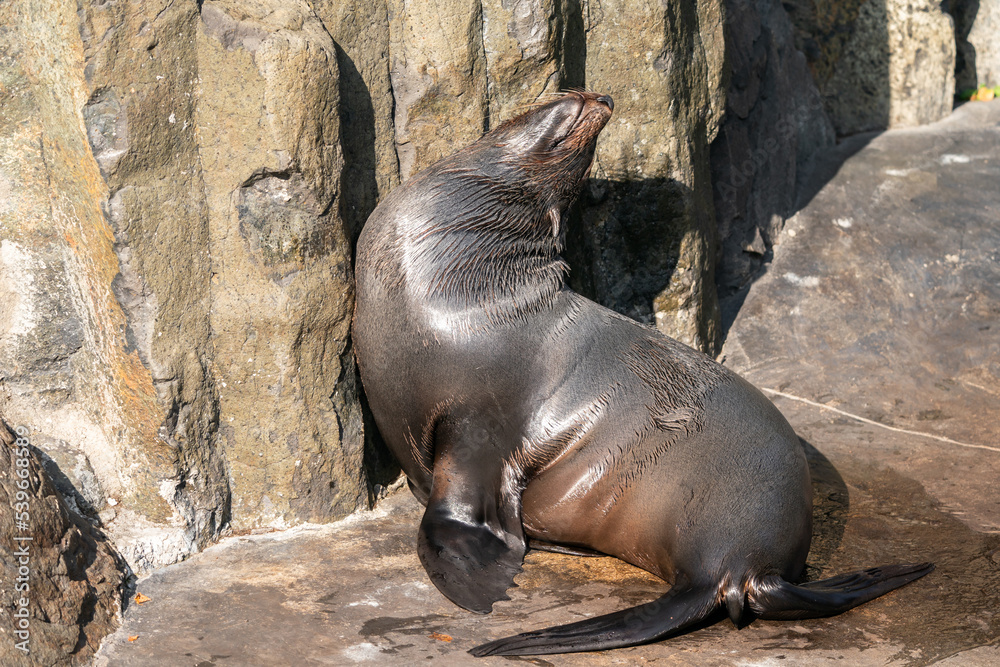 Fototapeta premium Sea lions (Otariidae) and seals are marine mammals, spending a good part of each day in the ocean to find their food. A sea lion lies and rests against a rock.
