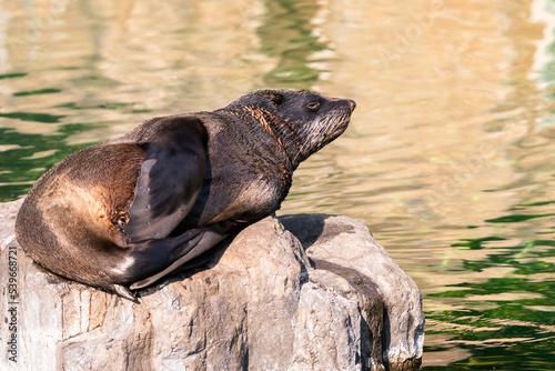 Sea lions (Otariidae) and seals are marine mammals, spending a good part of each day in the ocean to find their food. A sea lion lies and rests on a stone by the water