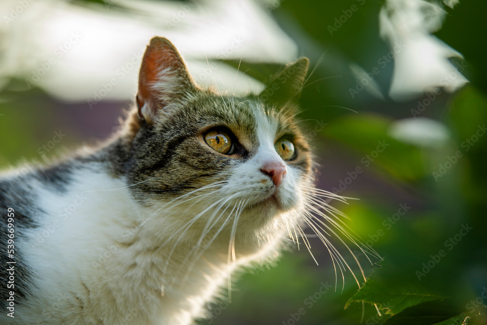 Adult tabby cat in a garden