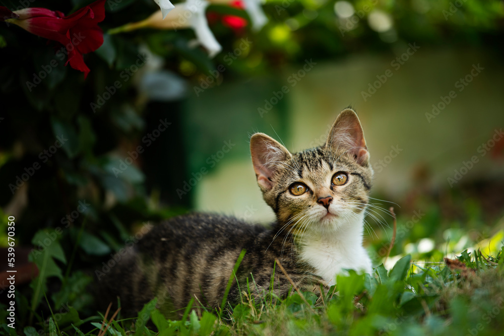 Tabby kitten in a summer garden Tabby kitten in a summer garden