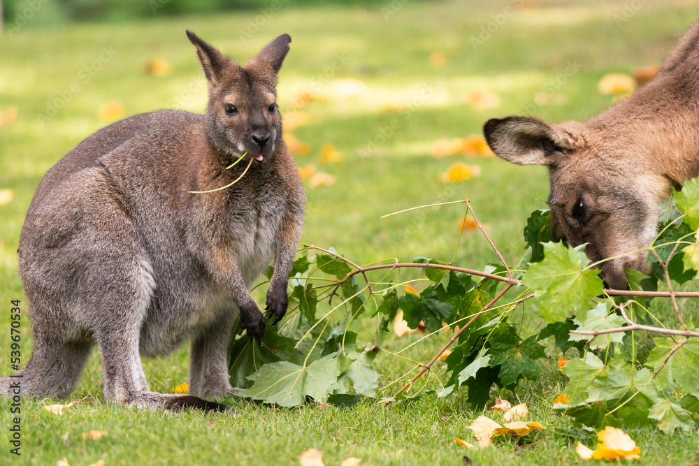 Φωτογραφία The red-necked wallaby or Bennett's wallaby (Macropus rufogriseus) is a medium-sized macropod marsupial (wallaby), common in the more temperate and fertile parts of eastern Australia
