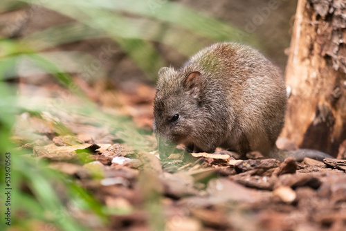 The long-nosed potoroo  Potorous tridactylus  is a species of potoroo. These small marsupials are part of the rat-kangaroo family. The long-nosed potoroo contains two subspecies tridactylus and apical