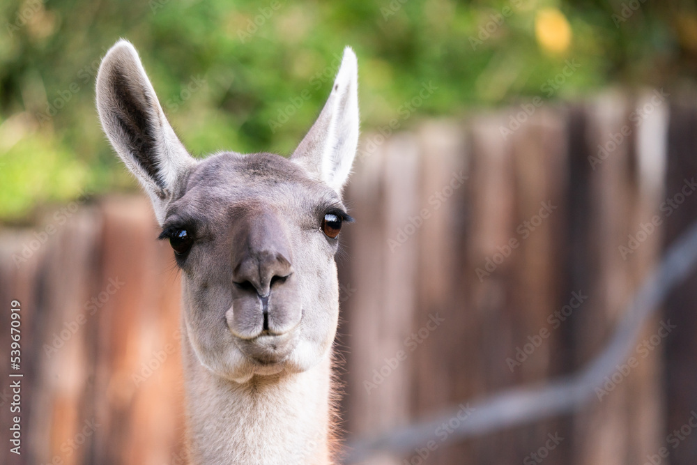 The guanaco (Lama guanicoe) is a camelid native to South America, closely related to the llama. Guanacos are one of two wild camelids, the other being the vicuña, which lives at higher elevations.